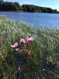 Attēlu rezultāti vaicājumam “Butomus umbellatus”