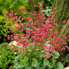 Image result for Heuchera Metallica