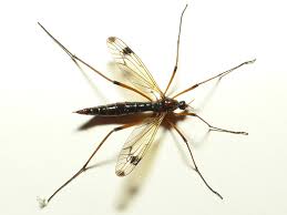 Attēlu rezultāti vaicājumam “Dictenidia bimaculata”