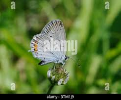 Attēlu rezultāti vaicājumam “Everes argiades male”