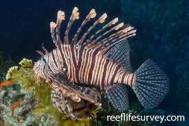 Image result for Pterois radiata