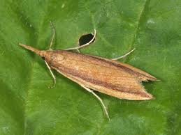 Attēlu rezultāti vaicājumam “Donacaula mucronella”