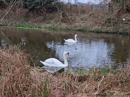 Image result for Weybridge Angling