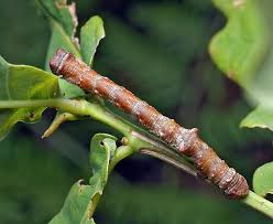 Attēlu rezultāti vaicājumam “Biston strataria”