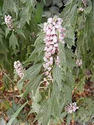 Attēlu rezultāti vaicājumam “Leonurus cardiaca”