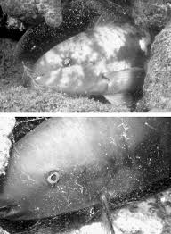 Image result for Scarus zelindae