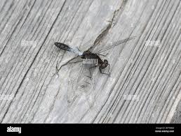 Attēlu rezultāti vaicājumam “Leucorrhinia caudalis male”