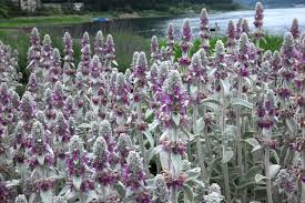 Attēlu rezultāti vaicājumam “Stachys”