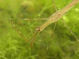 Attēlu rezultāti vaicājumam “Ranatra linearis”