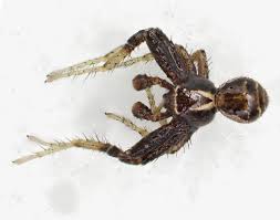 Attēlu rezultāti vaicājumam “Xysticus ulmi”