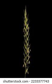 Attēlu rezultāti vaicājumam “Danthonia decumbens fruit”