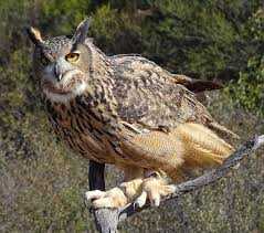 Attēlu rezultāti vaicājumam “Bubo bubo”