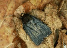 Attēlu rezultāti vaicājumam “Amphipyra livida”