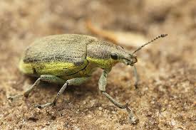 Attēlu rezultāti vaicājumam “Chlorophanus viridis”