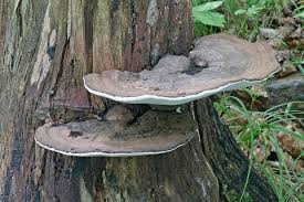Attēlu rezultāti vaicājumam “Ganoderma applanatum”