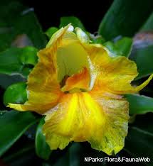 Image result for Chrysanthemum ptarmiciflorum