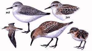 Attēlu rezultāti vaicājumam “Calidris minuta”