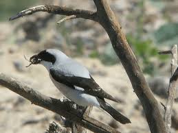 Image result for Lanius minor