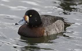 Image result for Aythya marila