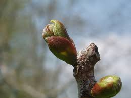Attēlu rezultāti vaicājumam “Gymnocladus dioicus bud”