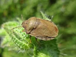 Attēlu rezultāti vaicājumam “Eurygaster testudinaria”