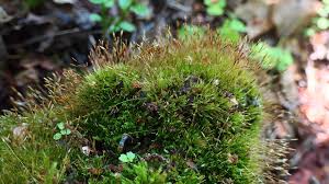 Attēlu rezultāti vaicājumam “Tetraphis pellucida”