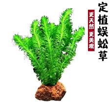 「水蘊草」的圖片搜尋結果