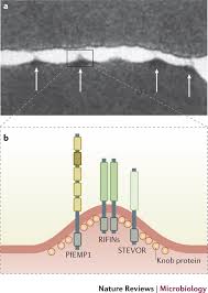 Attēlu rezultāti vaicājumam “Enteridium variabile plasmodium”