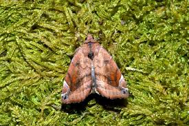 Attēlu rezultāti vaicājumam “Cosmia pyralina”