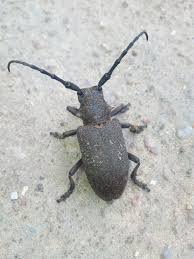 Attēlu rezultāti vaicājumam “Lamia textor”