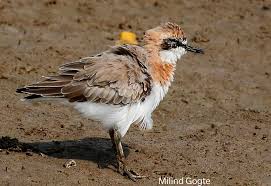 Image result for Charadrius mongolus