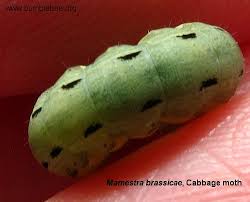 Attēlu rezultāti vaicājumam “Mamestra brassicae pupa”