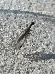 Attēlu rezultāti vaicājumam “Xanthogramma sp. male”