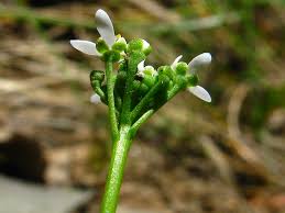 Attēlu rezultāti vaicājumam “Teesdalia nudicaulis”