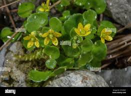 Attēlu rezultāti vaicājumam “Saxifraga cymbalaria”