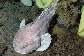 Image result for blobfish