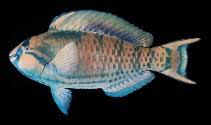 Image result for Scarus trispinosus