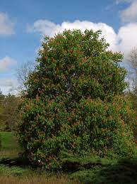 Attēlu rezultāti vaicājumam “Aesculus x hybrida flower”