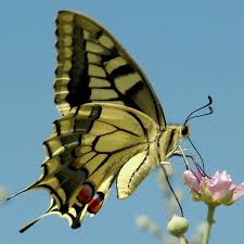 Attēlu rezultāti vaicājumam “Papilio machaon upperside”