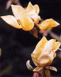 Attēlu rezultāti vaicājumam “Magnolia acuminata flower”