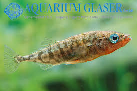 Attēlu rezultāti vaicājumam “Gasterosteus aculeatus”