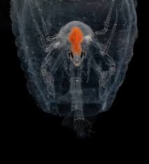 Attēlu rezultāti vaicājumam “Phronia sp.”