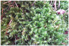 Attēlu rezultāti vaicājumam “Rhytidiadelphus subpinnatus”