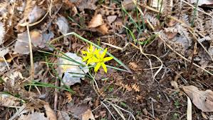 Attēlu rezultāti vaicājumam “Gagea pratensis flower”
