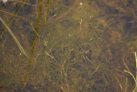 Attēlu rezultāti vaicājumam “Najas tenuissima”