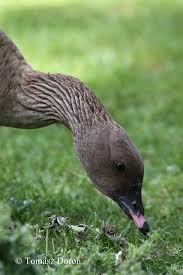 Attēlu rezultāti vaicājumam “Anser brachyrhynchus adult”
