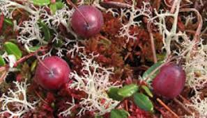 Attēlu rezultāti vaicājumam “Oxycoccus bud”