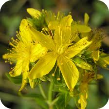 Attēlu rezultāti vaicājumam “Hypericum perforatum flower”