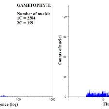 Attēlu rezultāti vaicājumam “Brachythecium rivulare sporophyte”