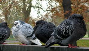 Attēlu rezultāti vaicājumam “Columba livia f. domestica adult”